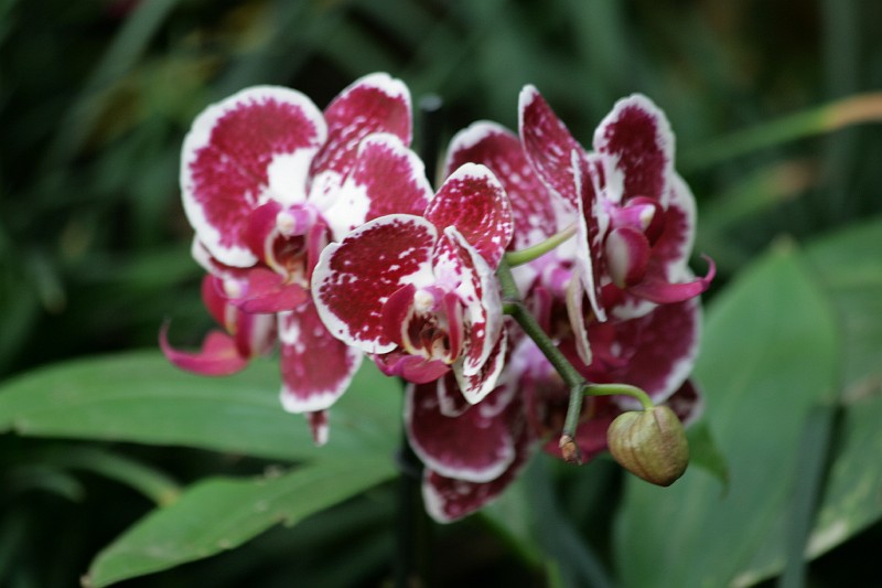 Fotoclubje Blijdorp 2008-156.jpg